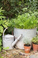 Carrot 'Royal Chantenay' in galvanised metal container display