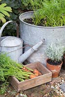 Display of Harvested Carrot 'Royal Chantenay'