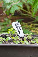 Transplanting self seeded Geranium maderense - label in newly planted tray of seedlings 