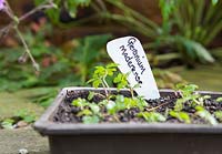 Transplanting self seeded Geranium maderense