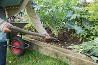 Adding compost mulch to assist growth of Broccoli 'Early Purple Sprouting'