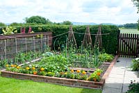 Small raised brick vegetable plot in cottage garden in June with rows of vegetables and companion planting of marigold sheltered by wooden fence and Crataegus monogyna -  Hawthorn hedge and wooden gate leading to countryside