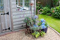 Wooden summerhouse in cottage garden with gravelled area and arrangement of pots with Hydrangea  Erysimum and metal flowers