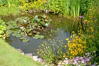 Natural garden pond edged with cobbles with Nymphaea Iris and Mimulus - Monkey flower