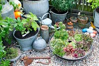 Arrangement of old galvanised buckets, barrel, watering can, milk churns and fishing floats with circular container with Sempervivums on gravel surface in the corner of cottage garden 