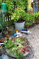 Arrangement of vintage galvanised buckets, wired baskets and old fishing floats and circular container with Sempervivums on graveled area in the fenced corner of cottage garden