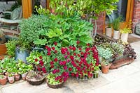 Attractive arrangement of vintage metal containers and pots on patio with Argyranthemum, Auricula, Peonia, Erysimum 