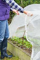 Placing a protective netting over crops in an allotment plot