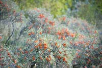 Hippophae rhamnoides - Sea Buckthorn bushes with berries