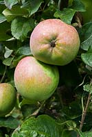 Malus domestica 'Howgate Wonder' - parentage Blenheim Orange and Newton Wonder.  A cooking apple.