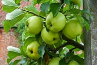 Malus domesticus 'Greensleeves' - parentage Golden Delicious and James Grieve, an eating apple