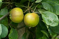 Malus domesticus 'Kings Acre Pippin', parentage Sturmer Pippin and Ribston Pippin.