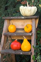 Autumnal display of pumpkins. 'Jack be Little' and 'Uchiki Kuri'