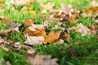 Fallen autumnal oak leaves on garden lawn.
