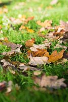 Fallen autumnal oak leaves on garden lawn.