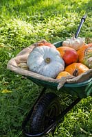 Wheelbarrow of harvested mixed pumpkins. 'Mammoth', 'Crown Prince', 'Uchiki Kuri', 'Turks Turban' and gourd.