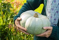 Woman holding harvested pumpkin 'Crown Prince'