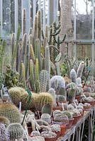 Mixed cacti at the University of Bristol Botanic Gardens