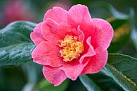 Camellia reticulata Interval, Camellia. Shrub, March. C