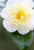 Camellia x williamsii 'Jury's Yellow', Shrub, March. 