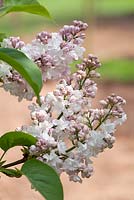 Syringa vulgaris Krasavitsa Moskvy, Common Lilac. Shrub, April. 