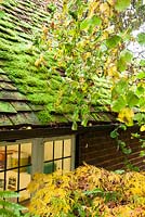 Twisted hazel tree and moss covered slate roof, October 