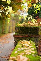 Acer negundo 'kerrys gold'  by moss covered brick wall, October 