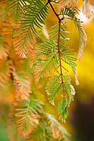 Metasequoia glyptostroboides, October  - detail of redwood leaves