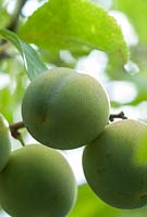 Prunus - Greengages at Tiptree Jams, Wilkin and Sons Ltd