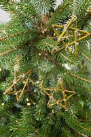 Willow stars hanging on a Christmas tree