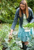 Woman harvesting kohlrabi Brassica oleracea var. gongylodes 'Wiener'