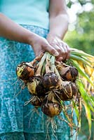 Woman holding recently harvested onions Allium cepa 'Stuttgarter'.
