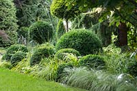 Clipped evergreen taxus and buxus topiary with Carex 'Frosted Curls' and Carex oshimensis 'Everillo'