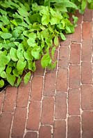 Close up of brick path with Epimedium