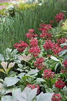 Contrasting foliage textures with Primula japonica 'Miller's Crimson'