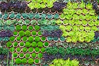 Photographer Charles Hawes. Detail of wall feature of succulents in pots - Chelsea Flower Show 2103.