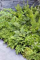 Stockton Drilling as Nature Intended Garden, Silver gilt medal winner, Chelsea Flower Show 2013. Polygonatum and ferns planted against a dry stone wall. 