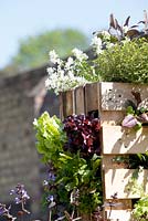 Vertical garden made from pallets planted with Lettuce green oakleaf, Rosmarinus, Salvia, Origanum, thymus and menthe varieties.