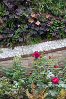 Dry stone wall with English Rose 'Munstead Wood', Dryopteris erythrosora, Geum 'Prinses Juliana,' Heuchera 'Palace Purple' and Heuchera 'Ginger Ale'