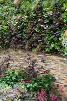 Dry stone wall with heuchera and rosa 