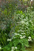 Planting includes: Rosa glauca, Anthriscus sylvestris, Camassia and Dryopteris