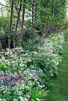 Anthriscus sylvestris 'Ravenswing' - cow parsley growing along garden fence