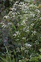 Anthriscus sylvestris - Cow Parsley and Rosa glauca 