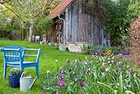 Cottage garden in spring. Tulipa 'Rems Favourite', Tulipa 'Negrita', blue wooden chair and galvanised watering can
