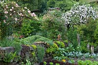 Kitchen garden with stone wall, Sedum, Lonicera periclymenum 'Belgica', Rosa 'Paul's Himalyan Musk', Rosa 'Albertine'