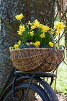Basket with Narcissus on an old bicycle