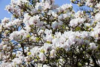 Magnolia x soulangiana 'Amabilis'