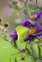 Aster novae-angliae 'Violetta' with Brimstone butterfly