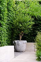 The Laurent Perrier Garden - Citrus Lemon in a stone planter 