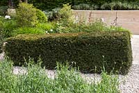 A wedge shaped hedge of Taxus baccata  - Yew - The Laurent-Perrier Garden